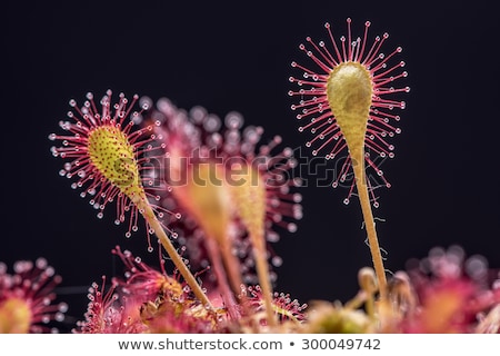 Foto d'archivio: Carnivorous Plant Detail