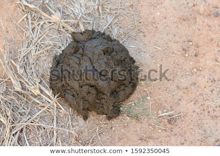 Stockfoto: Cow Dung The Best Natural Fertiliser