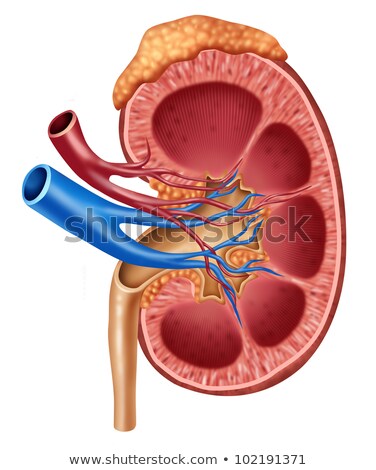 Stock fotó: Kidney Cross Section Blue Background