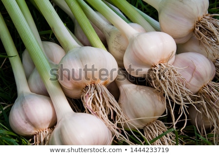 Stok fotoğraf: Bunch Of Fresh Garlic