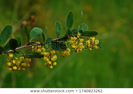 Foto stock: Yellow Berberis Flower Buds In The Sun