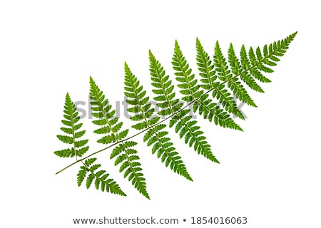 Stock photo: Fresh Green Bracken Twig