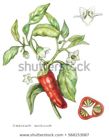 Zdjęcia stock: Pods Of Bitter Red Pepper