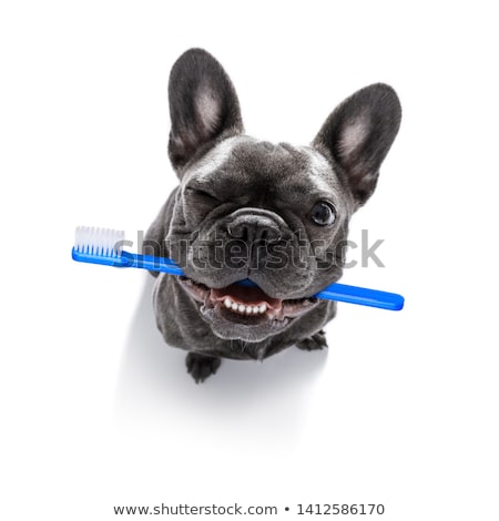 Stock fotó: Dental Toothbrush Dog