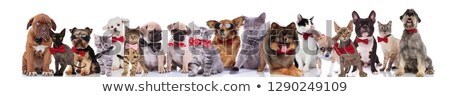 Foto stock: Large Team Of Happy Elegant Pets With Red Bowties