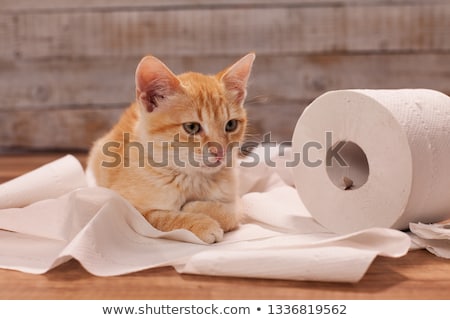 Сток-фото: Cute Orange Kitten Playing With A Toilet Paper Roll - Lying On T