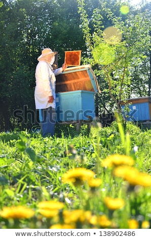 Stockfoto: Beekeeper Working In Apiary