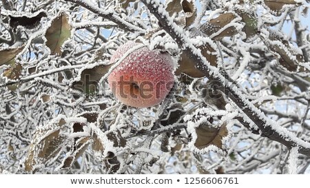 Stock photo: Frozen Apple In Winter