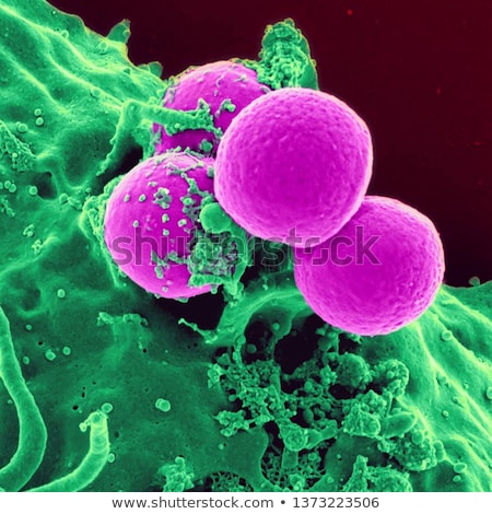 Stok fotoğraf: Staphylococcus Colonies