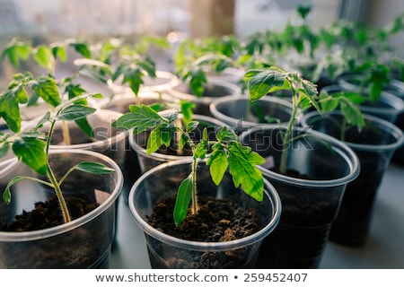 Stock photo: Row Of Tomatoes On Window Sill