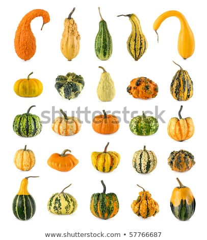 Foto stock: Variety Of Ornamental Pumpkins