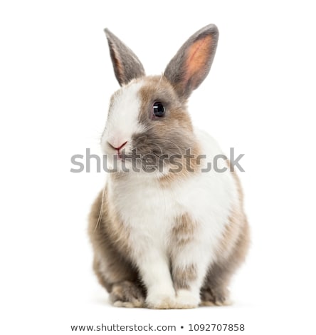 Stock photo: White With Grey Rabbit