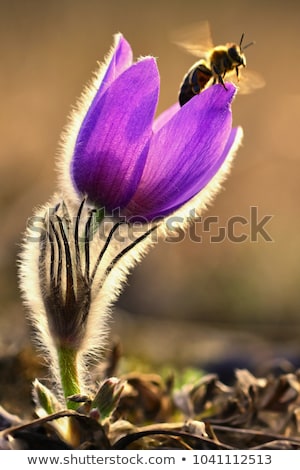 Foto stock: Pasque Flower