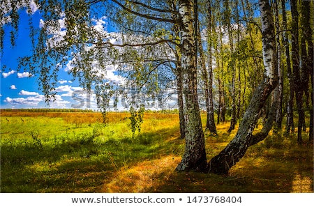 Stock foto: Autumn Birch