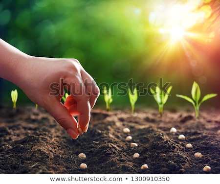 ストックフォト: Hand Sowing Seed