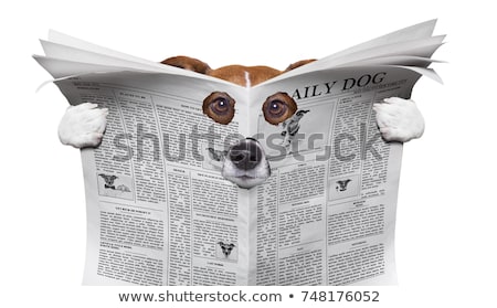 Foto stock: Spy Dog Reading A Newspaper
