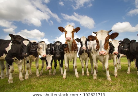 Foto stock: A Herd Of Cows