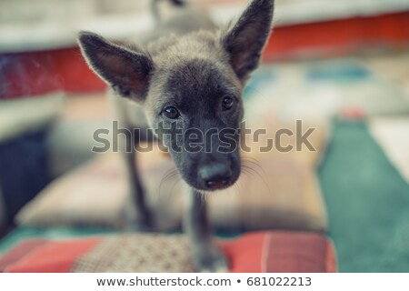 ストックフォト: Wide Angle Portrait Of An Adorable Poodle