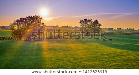 Stock photo: Brown Horses On Ranch