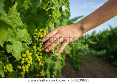 Stok fotoğraf: Vine Branches Tend To The Sun