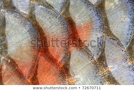 [[stock_photo]]: Catching Carp Bait In The Water Close Up