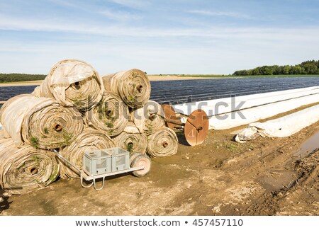 Asparagus Field Covered With Platic Foil Zdjęcia stock © manfredxy