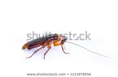 Foto stock: Cockroach On White Background