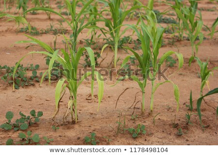 Stockfoto: Damaged Corn Crop In Field