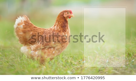 Stok fotoğraf: Hen And Chick In The Farm