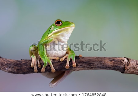 Stock photo: Green Frog On Branch