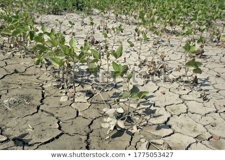 Stok fotoğraf: Soybean Field Drought After Flood