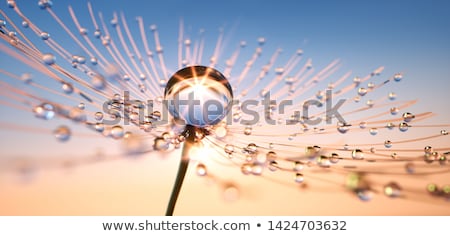 Foto stock: Dandelion Seeds In The Wind