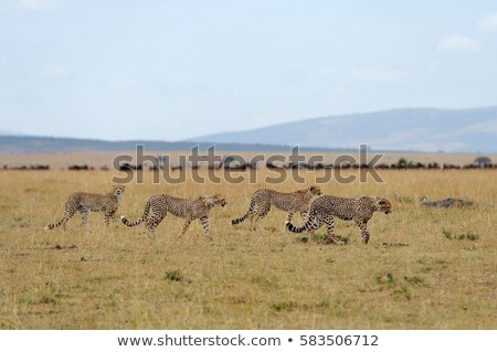 Stock photo: Cheetah In Wild Kenya