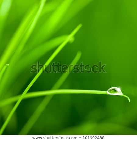 Stockfoto: Water Drop On Grass Blade With Sparkle Copy Space