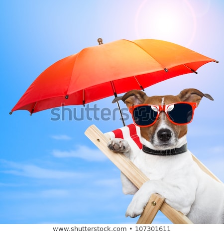 Stock photo: Dog Sunbathing With Umbrella