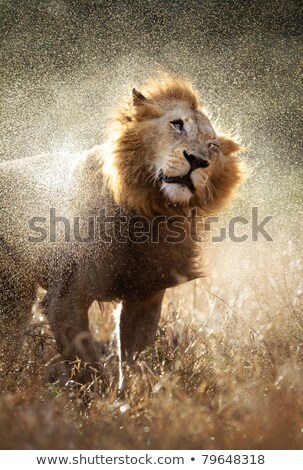 ストックフォト: Lion Shaking Off Water