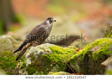 Foto stock: A Beautiful White Arctic Hawk Raptor Bird