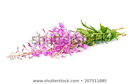 Сток-фото: Willow Herb