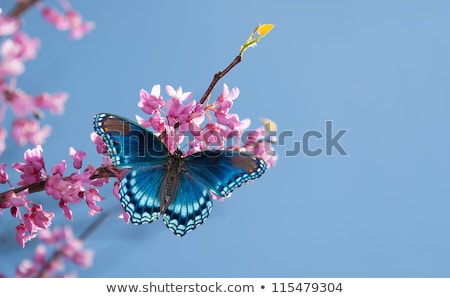 Stock photo: Admiral Butterfly At The Flower