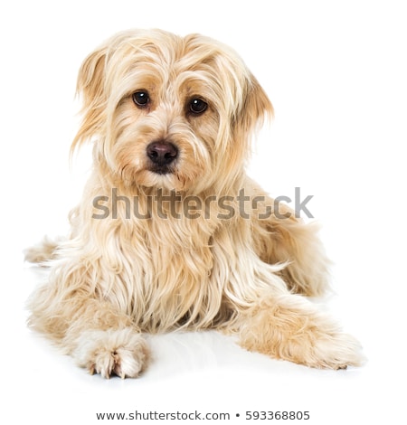 Stockfoto: Cute Mixed Breed Dog Lying In White Studio