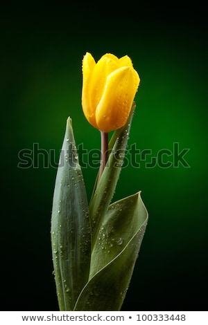 ストックフォト: Yellow Tulips With Dew Drops