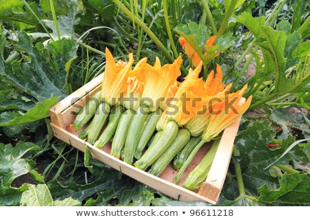 Foto stock: Flowering And Ripe Fruits Of Zucchini In Vegetable Garden