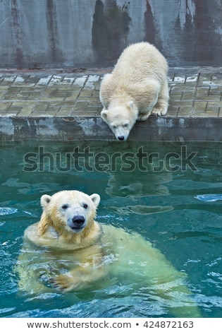 Stock fotó: Polar Bear Cub Try Jump To Water