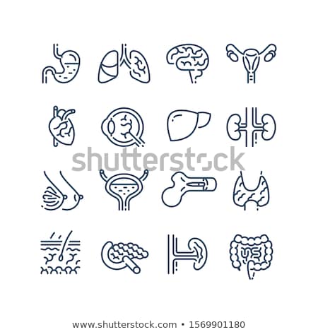 Stock fotó: Female Uterus And Ovaries Icon