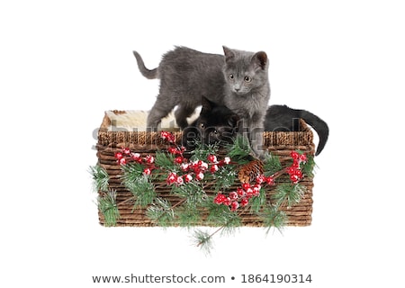 Stok fotoğraf: Two White Kittens In Basket On Black Background
