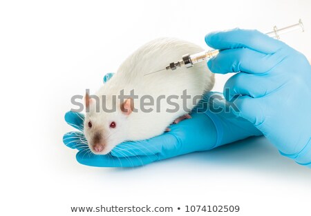 Imagine de stoc: Hands In Medical Gloves Make White Rat Injection