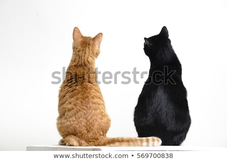Stock photo: Two In Love Cats And Red Hearts On White Background