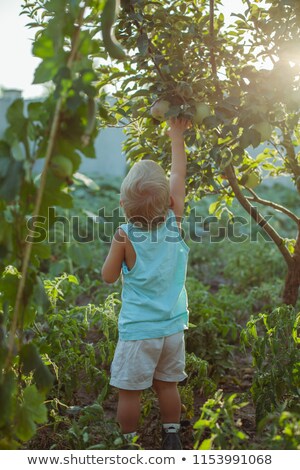 Stockfoto: A Little Boy With A Apple Background