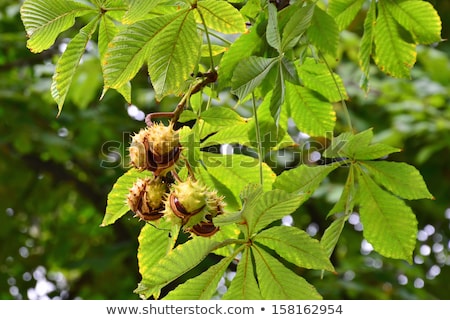 [[stock_photo]]: Horse Chestnut Conkers