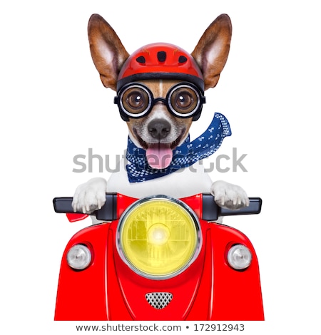 Zdjęcia stock: Crazy Silly Motorbike Dog